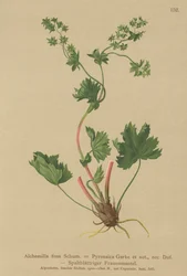 Hårløs ladys Mantle (Alchemilla fissa, Alchemilla Pyrenaica)