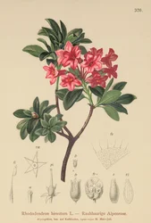 Håret alpe-rose (Rhododendron hirsutum)