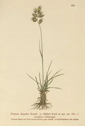 Hallers svingel (Festuca Gaudini, Festuca Hallerie)