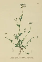 Hallers Vægkarse (Arabis Halleri)