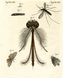 Skadelige insekter