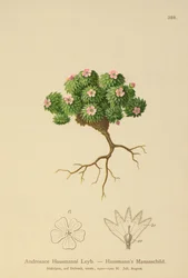 Hausmanns Klippejasmin (Androsace Hausmannii)