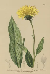 Høgskæg (Crepis bocconi, Crepis pontana, Crepis montana, Hieracium montanum, Soyeria montana)