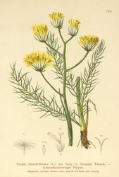 Høgskæg (Crepis chondrilloides)