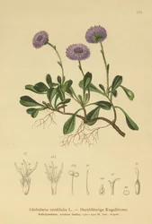 Hjertebladet Kugleblomst (Globularia cordifolia)