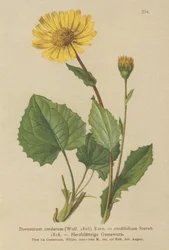 Hjertebladet Leopards Bane (Doronicum cordatum, Doronicum cordifolium, Aronicum cordatum)