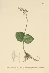 Hjertebladet Twayblade (Listera cordata, Listera cordifolia, Neottia cordata)