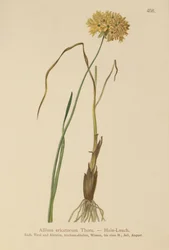Hedeløg (Allium ericetorum, Allium ambiguum, Allium graminifolium)