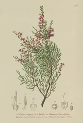 Hedelyng (Calluna vulgaris)