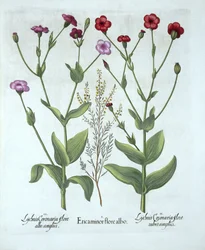 Heather and Two Kinds of Lychnis, fra Hortus Eystettensis, af Basil Besler (1561-1629), pub. 1613 (håndkoloreret gravering)