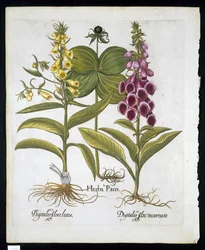 Urt Paris (Solanum quadrifolium), Almindelig Rævehandske (Digitalis Purpurea) Stor gul Rævehandske fra Hortus Eystettensis af Basil Besler (1561-1629) pub 1613 (håndfarvet gravering)