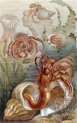 Eremitkrebs, tallerken fra Brehms dyreliv: almen viden om dyreriget, bind 10, s.38, udgivet af Bibliografisk Institut, 1893