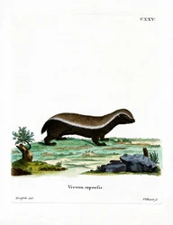 Honey Badger (farvet gravering)