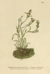 Hoppes Kæruld (Gnaphalium Hoppeanum, Omalotheca hoppeana)