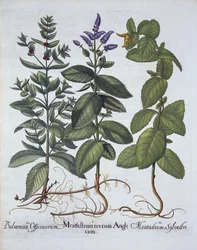 Horsemint and Spearmint, fra Hortus Eystettensis, af Basil Besler (1561-1629), pub. 1613 (håndkoloreret gravering)