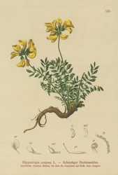 Hestesko-Vetch (Hippocrepis comosa)