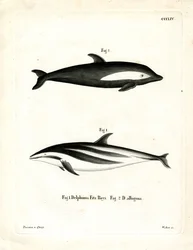 Timeglas Dolphin (farvet gravering)