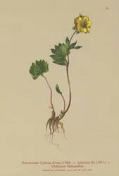 Hybrid Buttercup (Ranunculus Pythora, Ranunculus hybridus)
