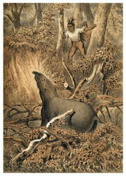 Illustration, indisk jagt tapir i Amazonas skov. I “” De Bootslieden der Amazon-River””, Karl Muller, Holland