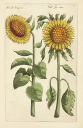 Illustration from "Florilegium ... tractans de variis floribus et aliis indicis plantis as vivum delineatum in duabus partis et quatuor linguis concinnatum" by Emanuel Sweert, 1612-14dani