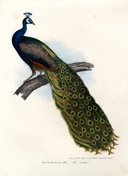 Indisk blå påfugl, 1864