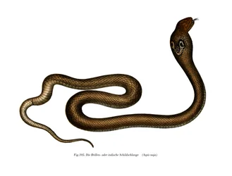 Indisk Cobra (farve litho)