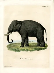 Indisk elefant (farvet gravering)