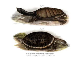 Indisk skildpadde med klapskal (farve litho)