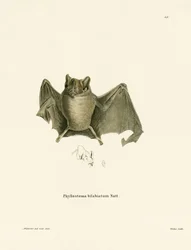 Ipanema Bat (farvet indgravering)