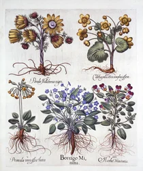 Ipheion Rolf Fiedler Spring Starflower, Marsh Marigold, Pseudo Helleborus, Viola Tricolor og Cowslip, fra Hortus Eystettensis, af Basil Besler (1561-1629), pub. 1613 (håndkoloreret gravering)