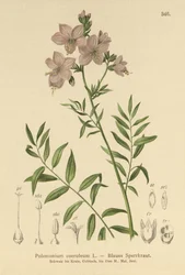 Jacobs Ladder (Polemonium coeruleum, Polemonium caeruleum)