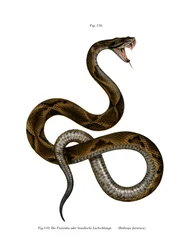 Jararaca (farve litho)