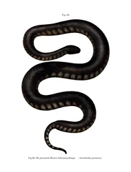Javan File Snake (farve litho)