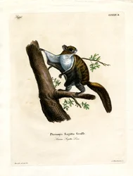 Javan Flying Squirrel (farvet gravering)