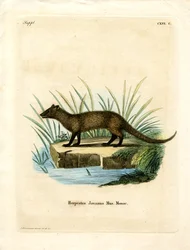 Javan Mongoose (farvet gravering)