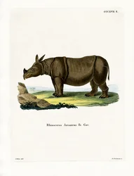 Javan Rhinoceros (farvet gravering)