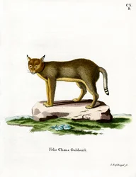 Jungle Cat (farvet gravering)