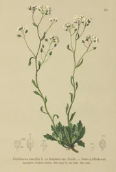 Kernera (Kernera saxatilis, Cochlearia saxatilis)