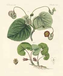Arter af aristolochia planter (farvet gravering)