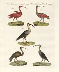 Slags ibis (farvet gravering)