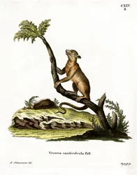 Kinkajou (farvet gravering)