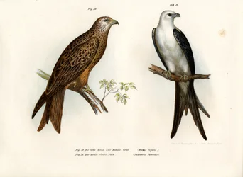 Drage, 1864