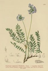 Lapland Mælke-Vetch (Oxytropis Lapponica)