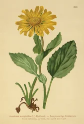 Storblomstret Leopards Bane (Aronicum scorpioides, Doronicum grandiflorum)