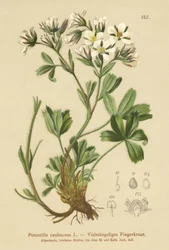 Laks Kløvergræs (Potentilla caulescens)