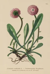 Globularia uden blade og stilk (Globularia nudicaulis)