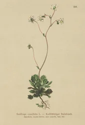 Lille London-stolthed (Saxifraga cuneifolia)