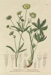 Mindre Mesterurt (Astrantia minor)