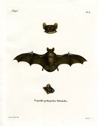 Lesser Noctule Bat (farvet indgravering)