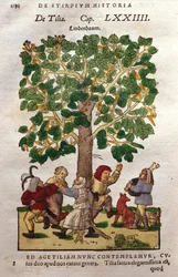 Lime eller Linde, træ